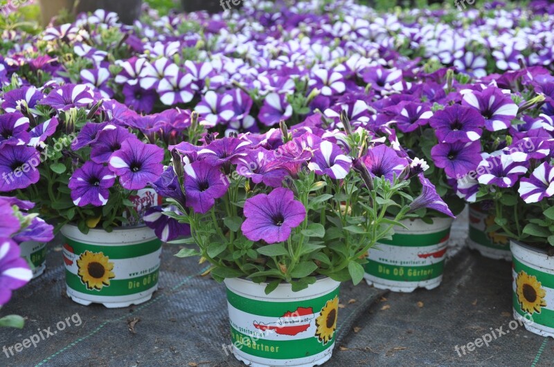 Surfinia Summer Violet Balcony Petunia