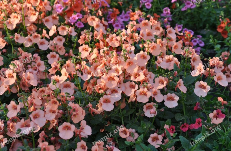 Diascia Coral Bells Summer Garden Balcony