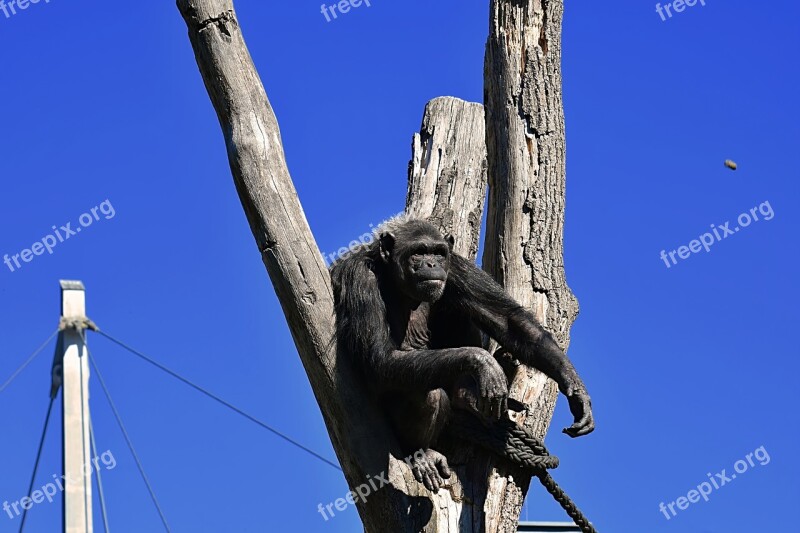 Chimpanzee Monkey Food Catch Animal World