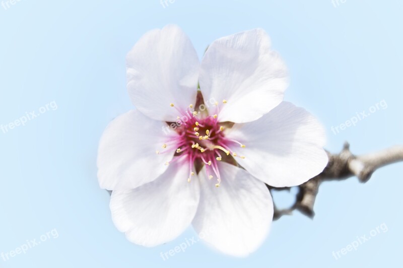 Almond Flower Petals White Flower Flowering Free Photos