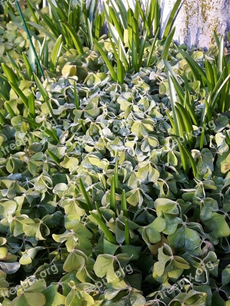 Clover Green Frost Garden Shamrock