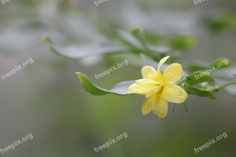 Flower Yellow Gentle Green Sheet