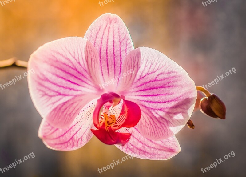 Orchis Flower Pastel Colors Różnokolorowy Violet