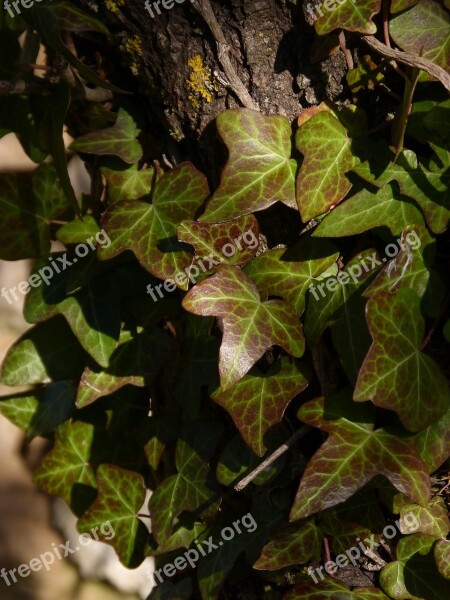 Ivy Leaves Green And Red Bark Texture