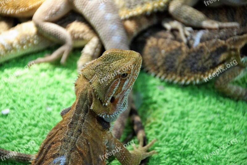 Lizard Agama Vivarium Reptile Exotic