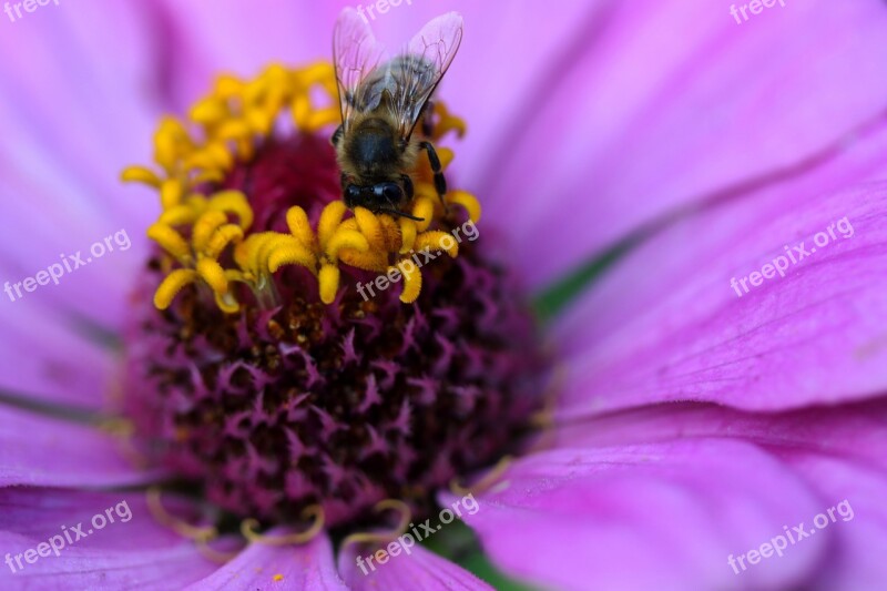 Bee Pollination Carciumareasa Flower Pink