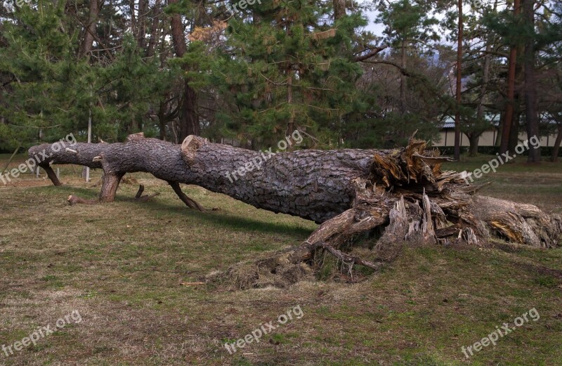 Tree Root Wood Fir Uprooted