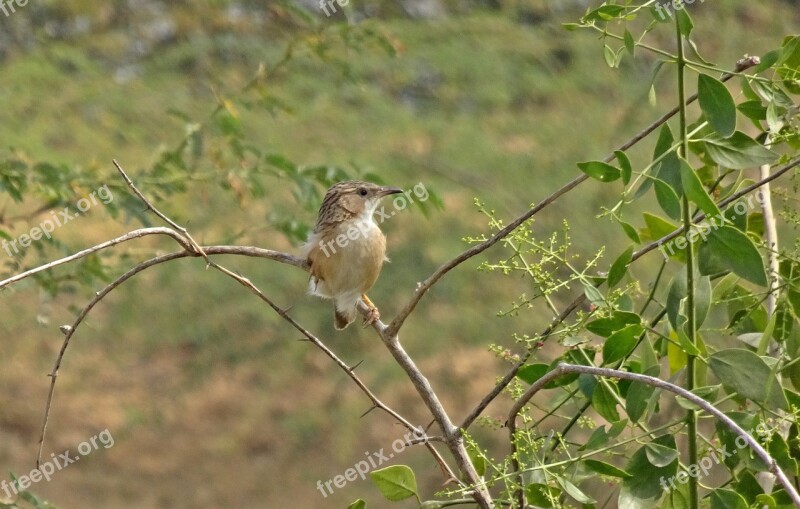 Bird Common Babbler Argya Caudata Leiothrichidae Avian