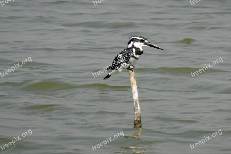 Kingfisher Pied Kingfisher Ceryle Rudis Bird Beak