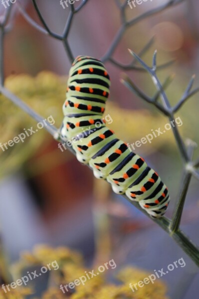 Caterpillar Interesting Outdoors Green Bug