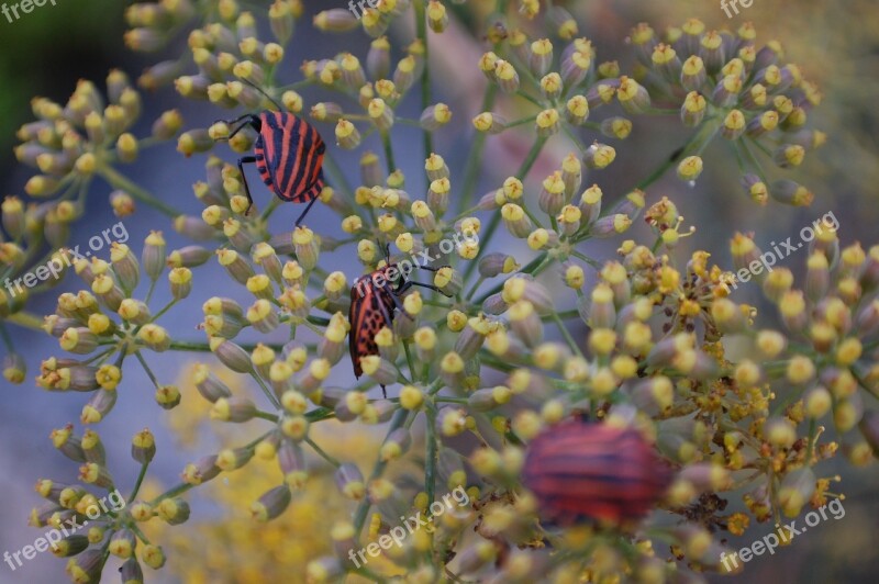 Bugs Wildlife Insect Colorful Entomology