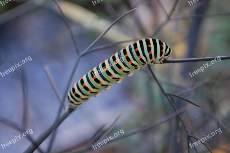 Caterpillars Wildlife Insects Free Photos