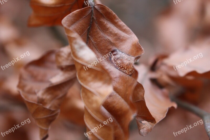 Foliage Orange Autumn Twisted Nature