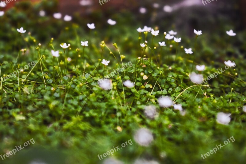 Nature Flowers White Green Ground Many Flowers