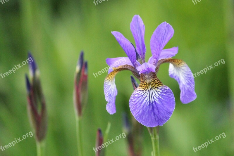 Iris Purple Plant Spring Park