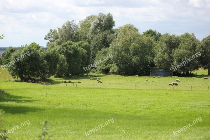 Meadow Trees Summer Nature Silent