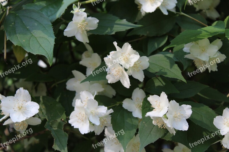 Jasmine White Flowers Summer Nature Bloom