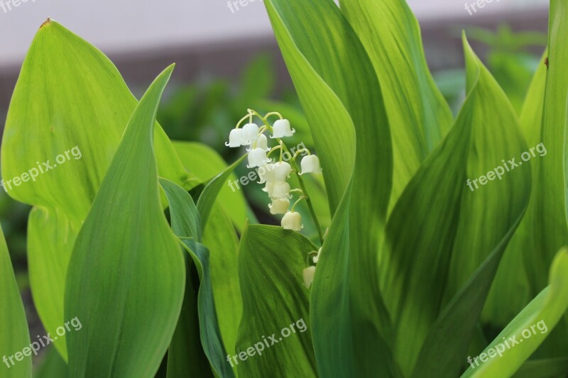 Lily Of The Valley Green Leaves Wide Spring Plant Garden