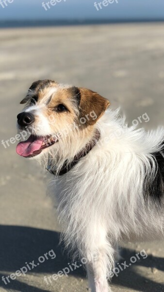 Dog Island Baltrum Terrier Jackrussel