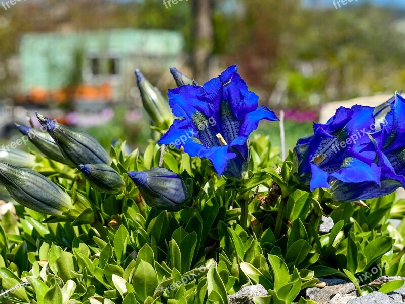 Garden Gentian Blue Nature Summer