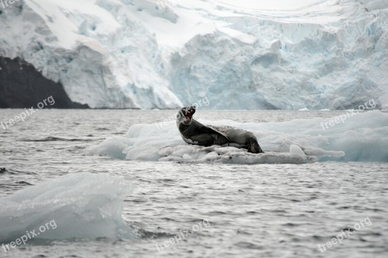 Leopard Leopard Seal Ice Glacier Antarctica