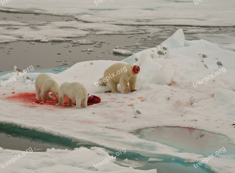 Polar Bears Feeding Arctic Circle Free Photos