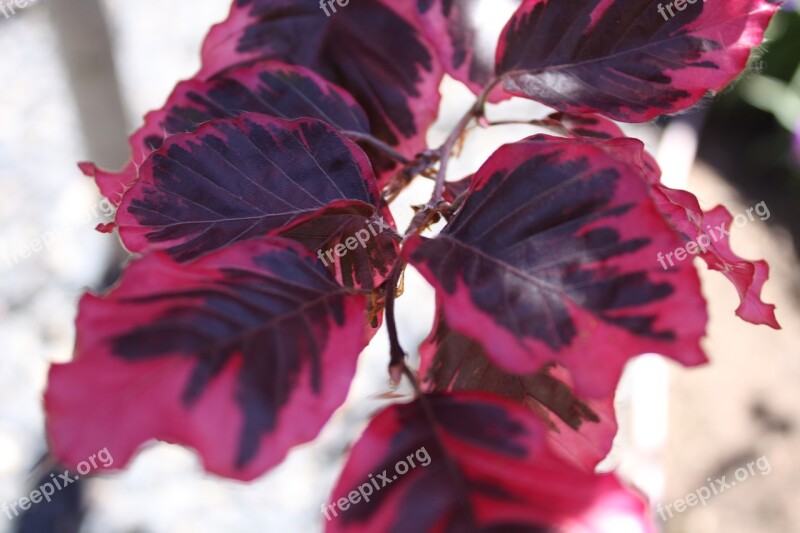 Fagus Tricolor Beech Fagus Sylvatica Red Leaf