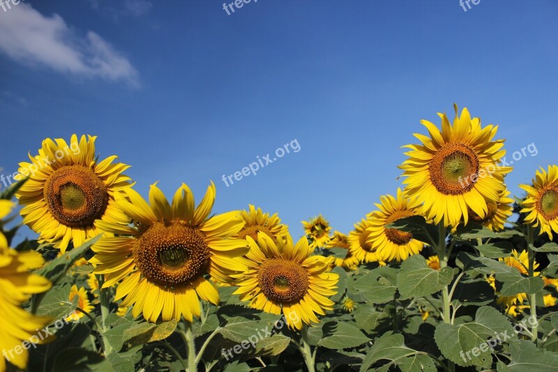 Flower Sunflower Yellow Flowers Pollen