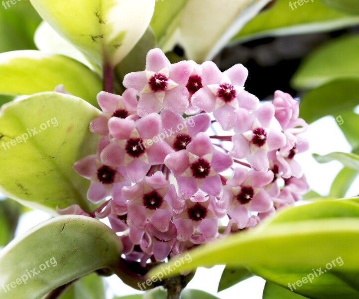 Hoya Flowers Hoya Bella Plant Carnosa