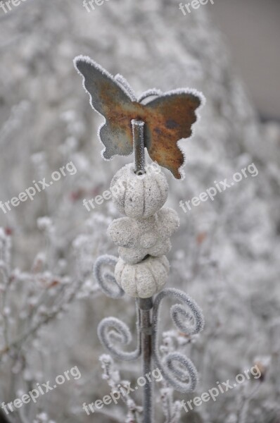 Butterfly Winter Hoarfrost Frost Frozen