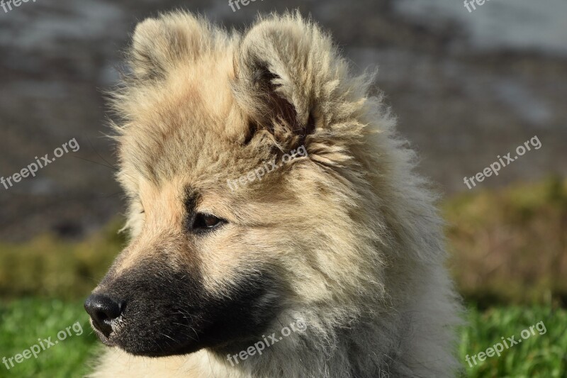 Dog Pup Puppy Dog Eurasier Olaf Blue Eurasier