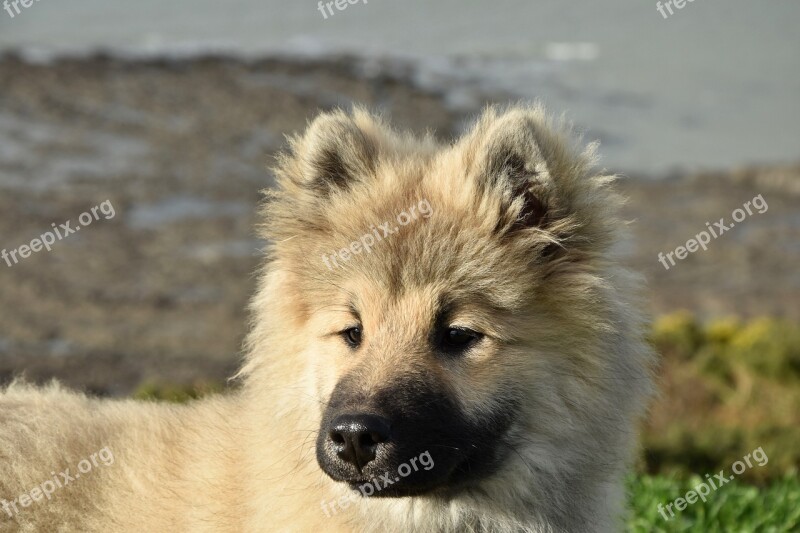 Dog Pup Puppy Dog Eurasier Olaf Blue Portrait Dog Eurasier