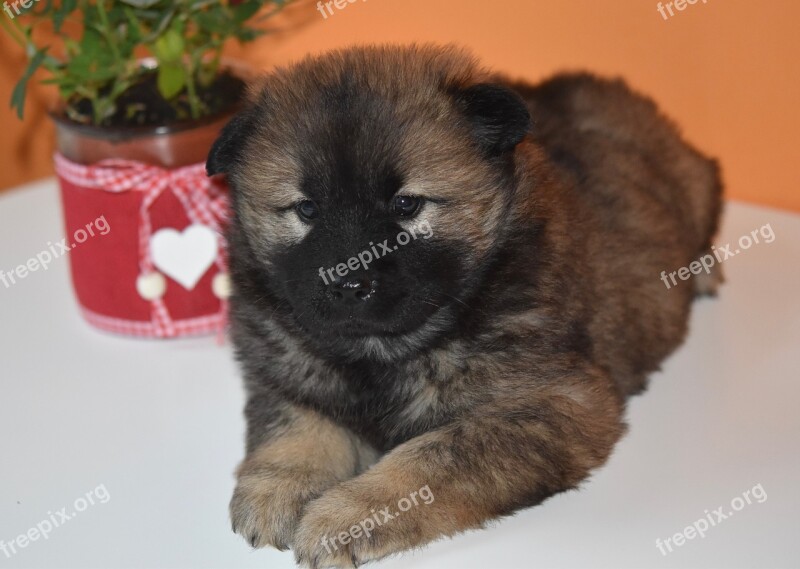 Dog Pup Puppy Eurasier Puppy Eurasier Female