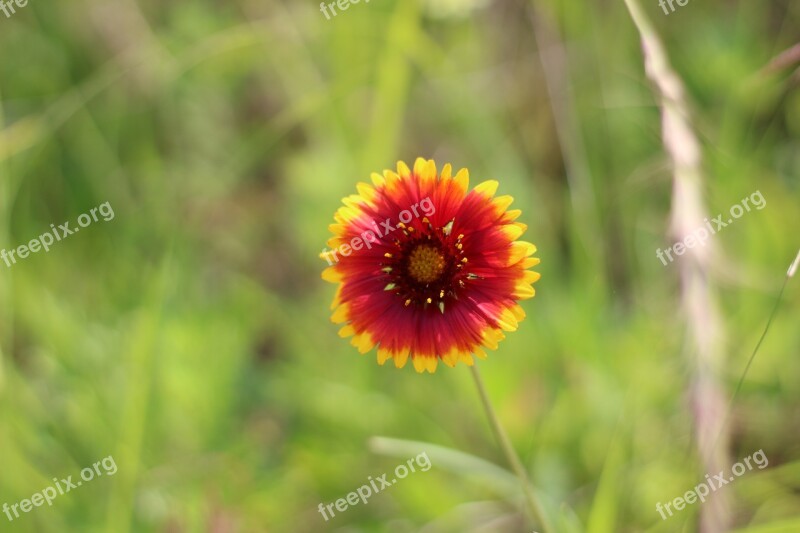 Nature Flowers Plants Summer The Nature Of The