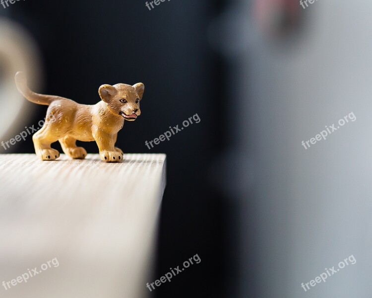 Lion Pet Animation Predator Animals