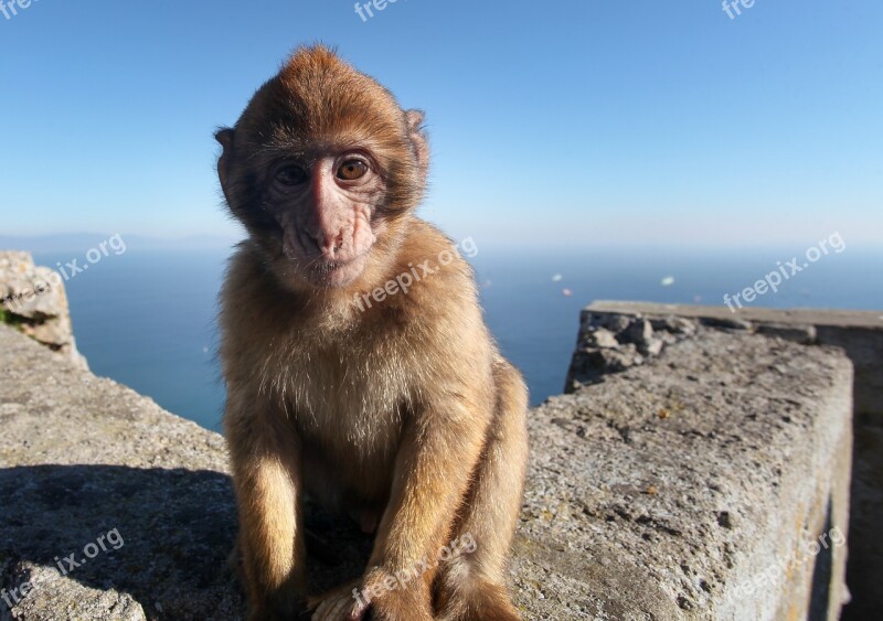 Monkey Baby Gibraltar Animal Landscape