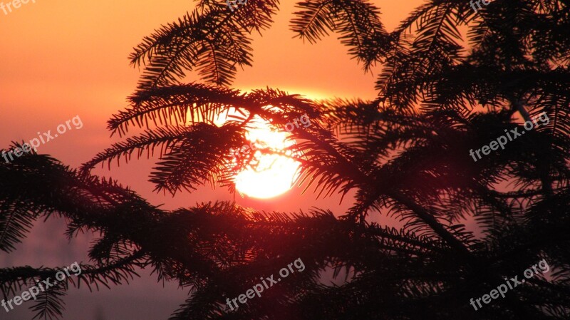 Tree Sunset Sun Orange Beautifull