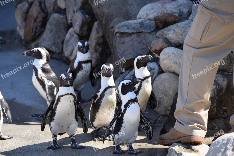 Penguins Zoo Birds Cool Cute