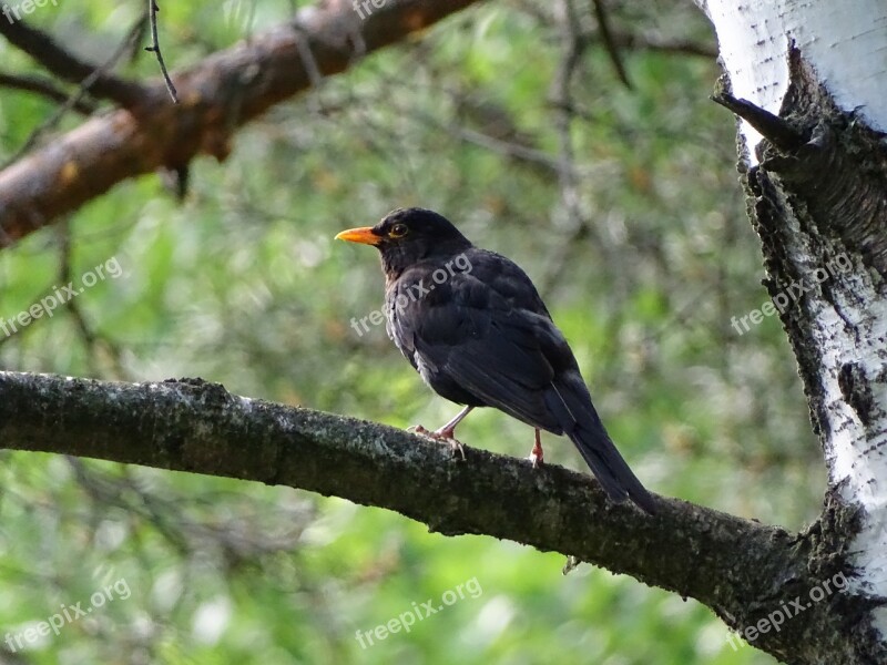 Common Blackbird Bird Black Branch Beak