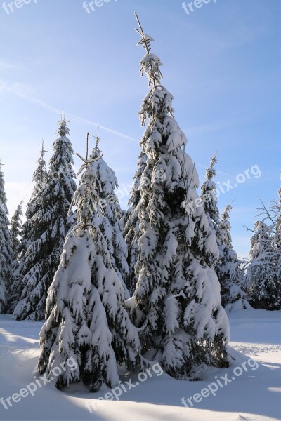 Winter Trees Snow Nature Landscape