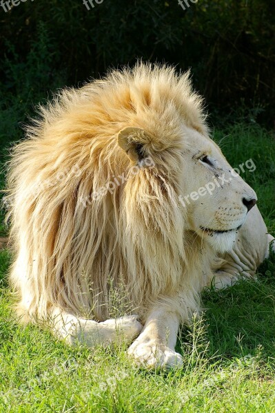 Lion White Lion Animal Males Predator