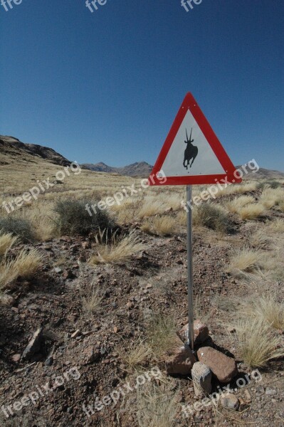 Namibia Oryx Africa Safari Wild Animal