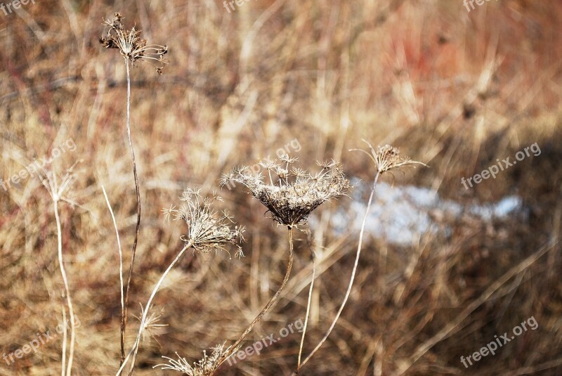 Winter Dry Grass Nature Grass Snow