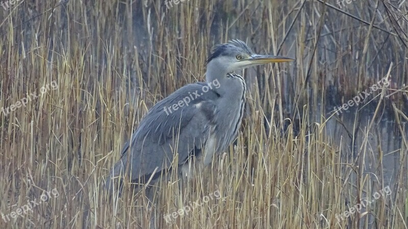 Grey Heron Grey Bird Nature Plumage