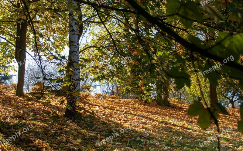 Foliage Autumn Tree Park Nature