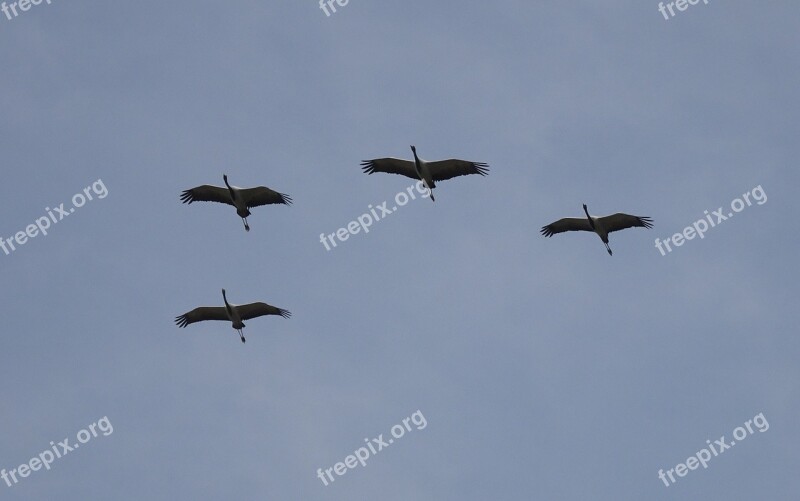 Bird Crane Demoiselle Crane Grus Virgo Wildlife