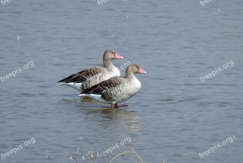 Bird Goose Greylag Goose Migratory Ornithology