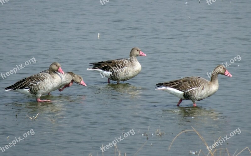 Bird Goose Greylag Goose Migratory Ornithology