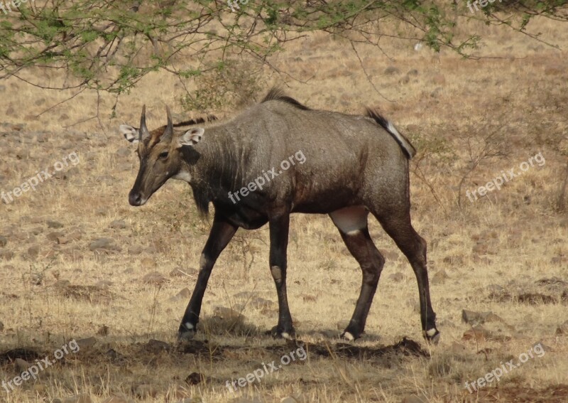 Nilgai Antelope Animal Wild Blue Bull