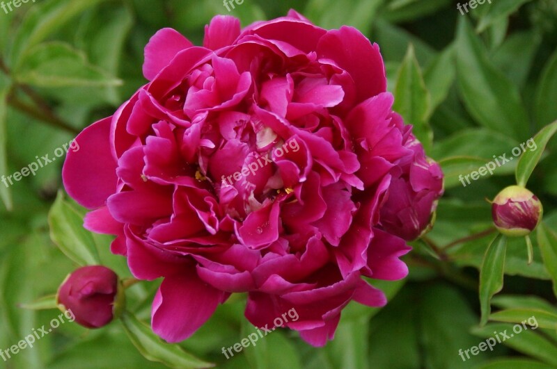 Flower Peonies Garden Nature Pink